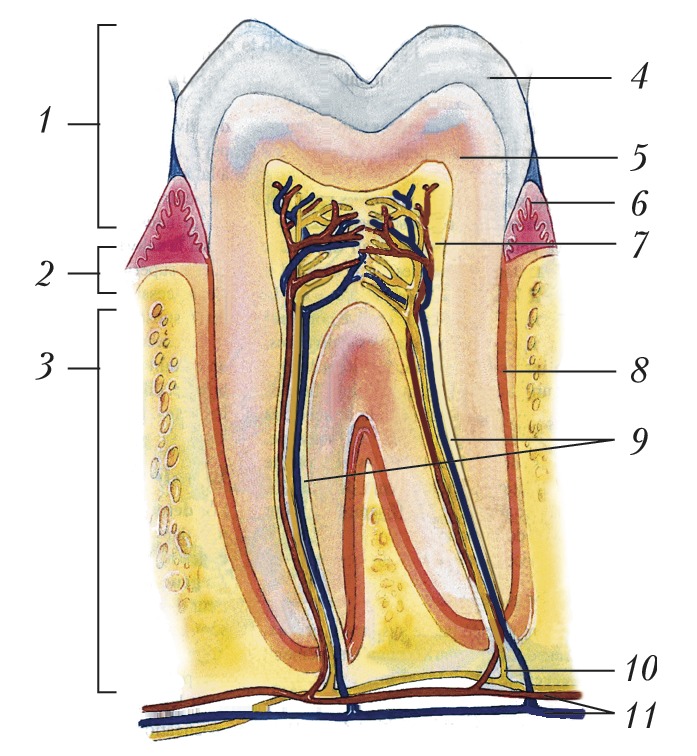 Внутреннее строение зуба рисунок