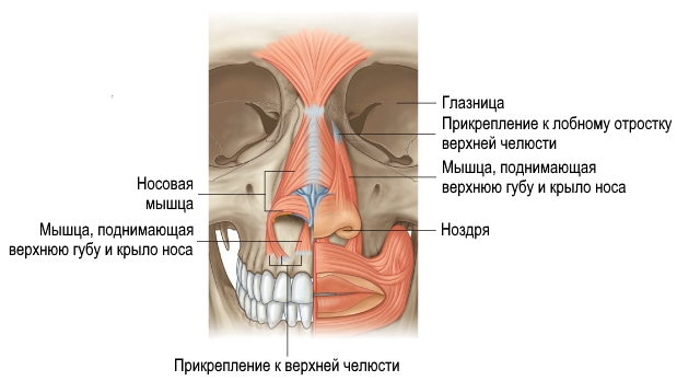 Файл:Мышцы, участвующие в образовании носа.jpg