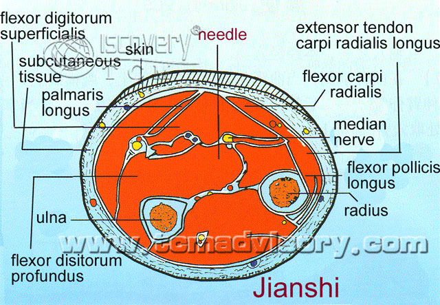 Файл:Section picture of Jianshi (PC5) Acupoint.jpg