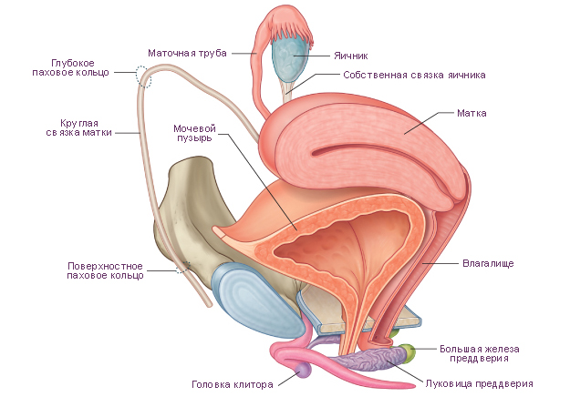 Файл:Репродуктивная система женщин. Вид слева.jpg