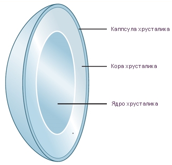 Файл:Хрусталик глаза (tryphonov.ru).jpg