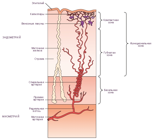 Кровоснабжение матки схема гистология