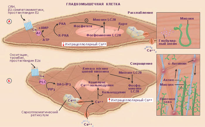 Схема изменения структуры гладкого миоцита до и после сокращения