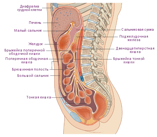 Файл:Топография органов брюшной полости. Сагиттальный разрез. Вид слева.jpg
