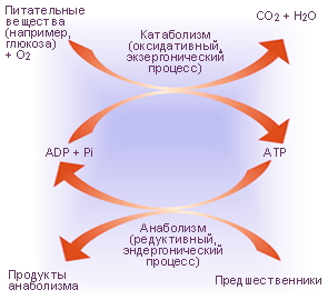 Аденозинтрифосфат. Роль АТФ как средства обращения энергии в процессах высвобождения энергии веществ и в использовании энергии.