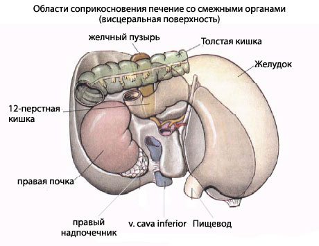 Файл:Области соприкосновения печени человека с висцеральными органами (висцеральная поверхность).jpg