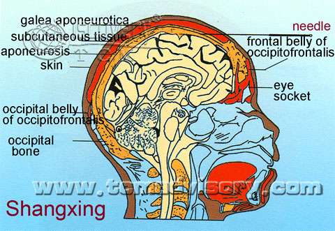 Файл:Section picture of Shangxing (GV23) Acupoint.jpg