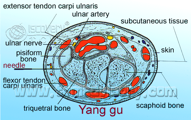 Файл:Section picture of Yanggu (SI5) Acupoint.gif