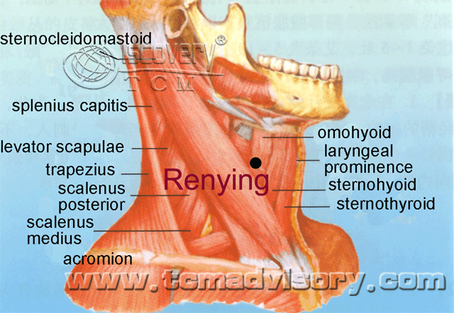 Файл:Anatomy picture of Renying (ST9) Acupoint.gif
