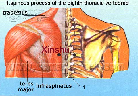 Файл:Anatomy picture of Xinshu (BL15) Acupoint.jpg