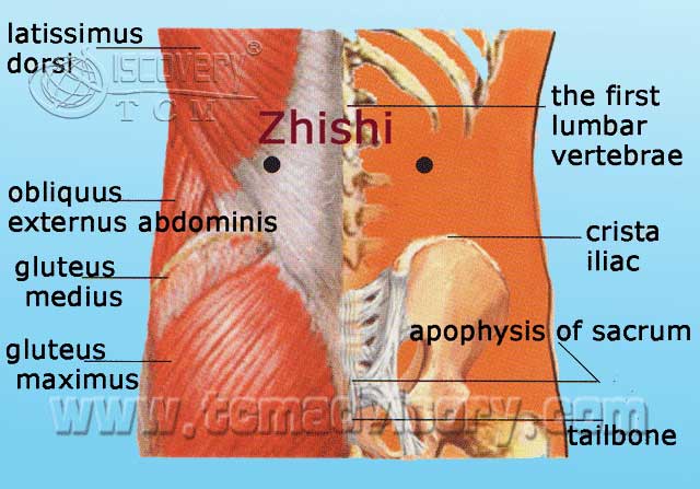 Файл:Anatomy picture of Zhishi (BL52) Acupoint.jpg