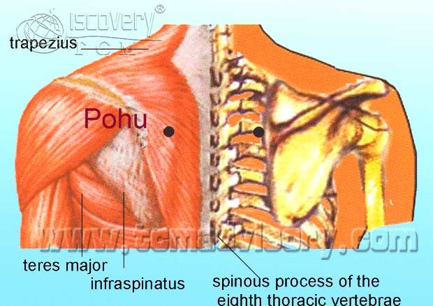 Файл:Anatomy picture of Pohu (BL42) Acupoint.jpg