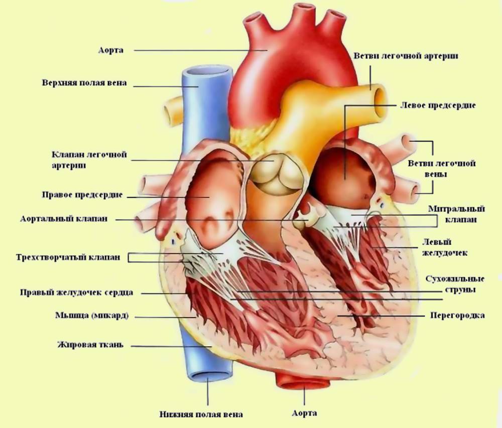 Строение сердца человека рисунок