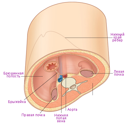 Файл:Расположение органов в брюшной полости. Вид снизу.jpg