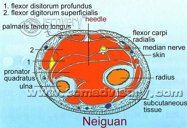 Файл:Section picture of Neiguan (PC6) Acupoint.jpg