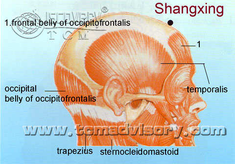 Файл:Anatomy picture of Shangxing (GV23) Acupoint.jpg