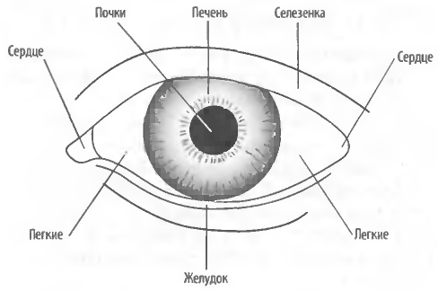 Файл:Соответствие между частями глаз и Внутренними Органами.png