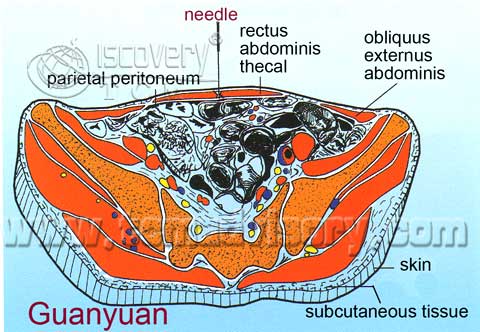 Файл:Section picture of Guanyuan (CV4) Acupoint.jpg