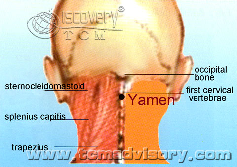 Файл:Anatomy picture of Yamen (GV15) Acupoint.jpg
