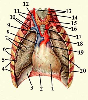 Файл:Положение сердца в околосердечной сумке в грудной полости.jpg