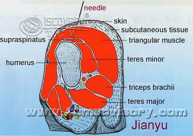 Файл:Section picture of Jianyu (LI15) Acupoint.gif
