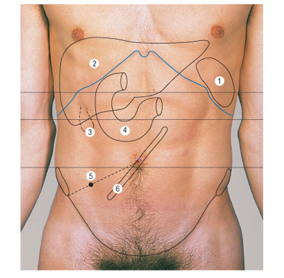 Файл:Проекции расположенных внутрибрюшинно органов живота на поверхность передней стенки брюшной полости.jpg