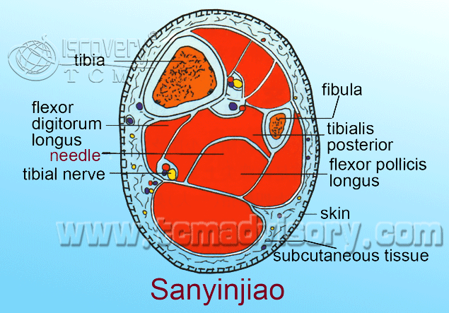 Файл:Section picture of Sanyinjiao (SP6) Acupoint.gif