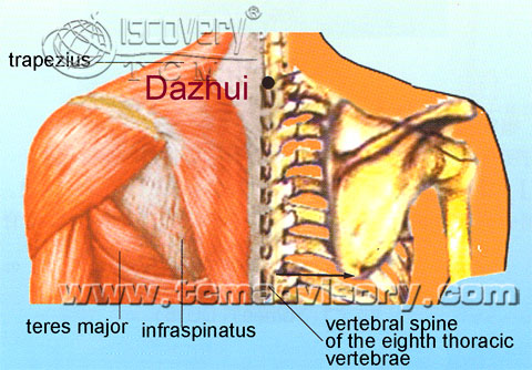 Файл:Anatomy picture of Dazhui (GV14) Acupoint.jpg