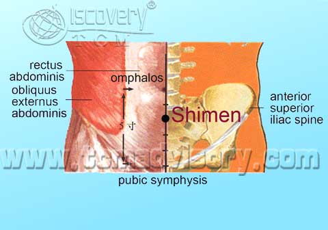Файл:Anatomy picture of Shimen (CV5) Acupoint.jpg