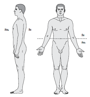 Файл:Инь-Ян и структуры тела.png