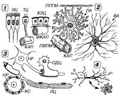 Файл:Различные виды глиоцитов в нервной системе человека, образующие макроглию и микроглию.jpg