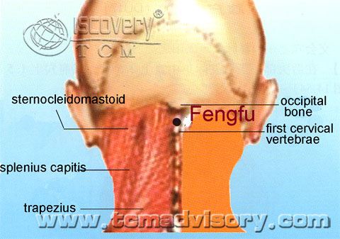 Файл:Anatomy picture of Fengfu (GV16) Acupoint.jpg