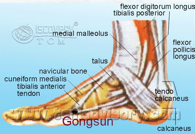 Файл:Anatomy picture of Gongsun (SP4) Acupoint.gif