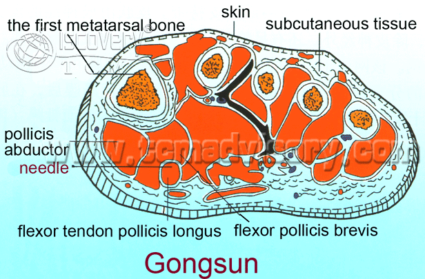 Файл:Section picture of Gongsun (SP4) Acupoint.gif