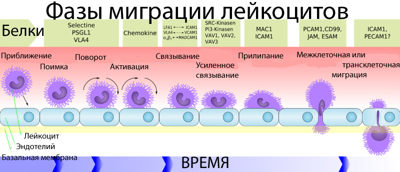 Схема миграции лейкоцитов через ГЭБ