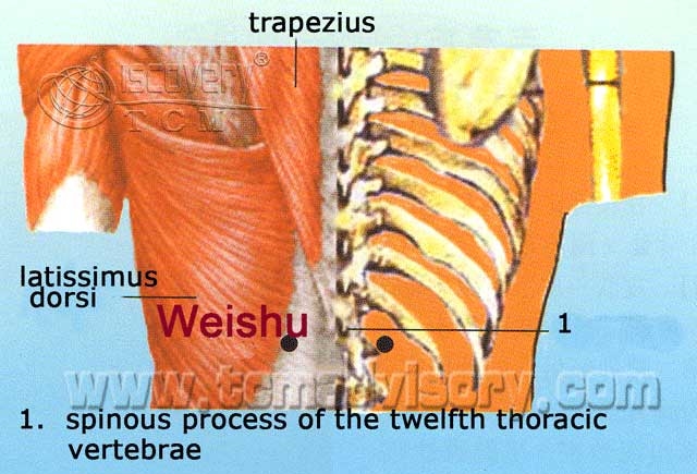 Файл:Anatomy picture of Weishu (BL21) Acupoint.jpg