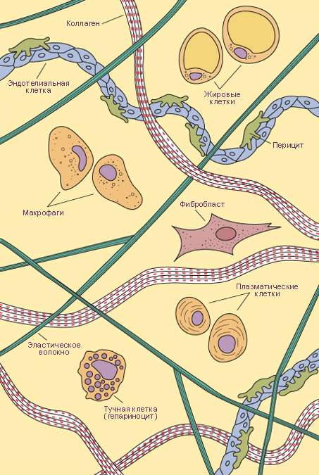 Типы клеток и волокон рыхлой соединительной ткани.