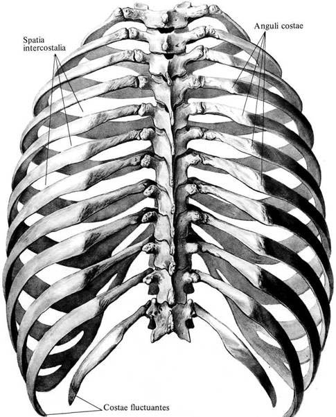 Грудная клетка схема