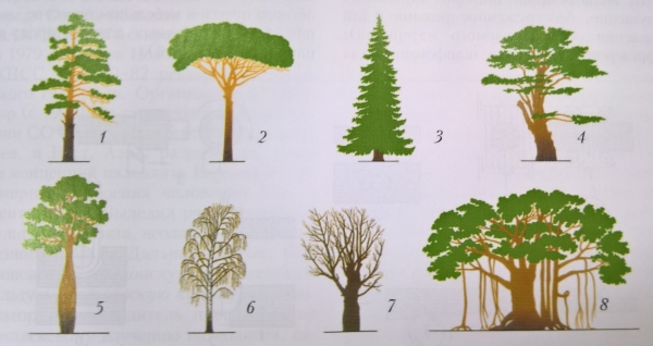 Файл:Различные формы деревьев.jpg