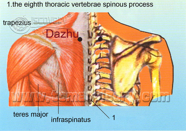 Файл:Anatomy picture of Dazhu (BL11) Acupoint.jpg