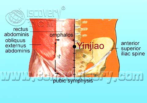 Файл:Anatomy picture of Yinjiao (CV7) Acupoint.jpg