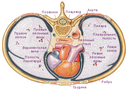 Файл:Горизонтальное сечение грудной клетки, вид сверху (tryphonov.ru).jpg