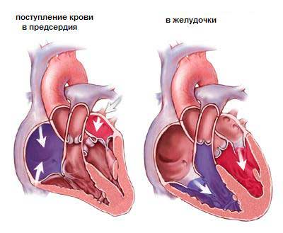 Файл:Как работает сердце человека.jpg