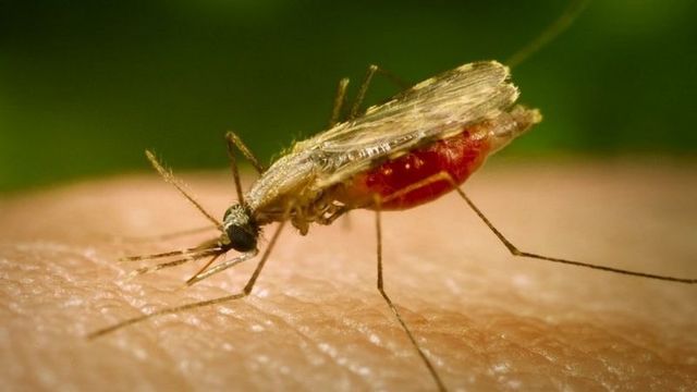 Файл:Возбудителями малярии являются простейшие из рода Plasmodium, они распространяются малярийными комарами, кусающими человека.jpg