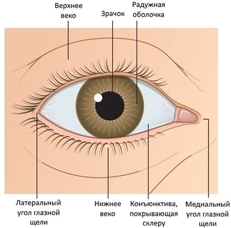 Наружная поверхность глаза
