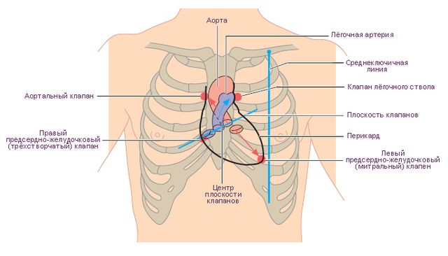 Файл:Проекции клапанов сердца на переднюю поверхность грудной клетки и места их наилучшей аускультации.jpg
