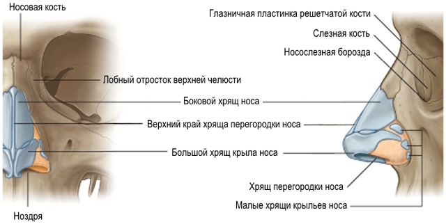 Файл:Наружный нос (tryphonov.ru).jpg