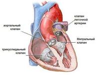 Клапаны сердца человека