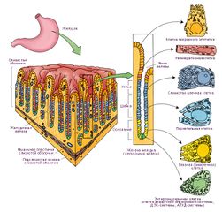 Клетки дна желудка, строение желудочных желёз, клетки желёз дна желудка