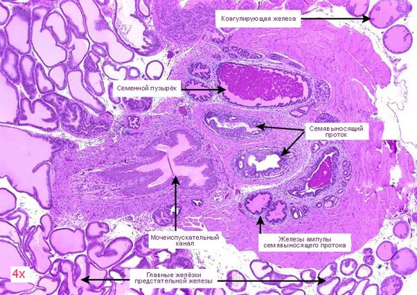 Где находится предстательная железа картинка